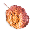 https://lithoswedding.com/wp-content/uploads/2020/11/small_leaf_02.png